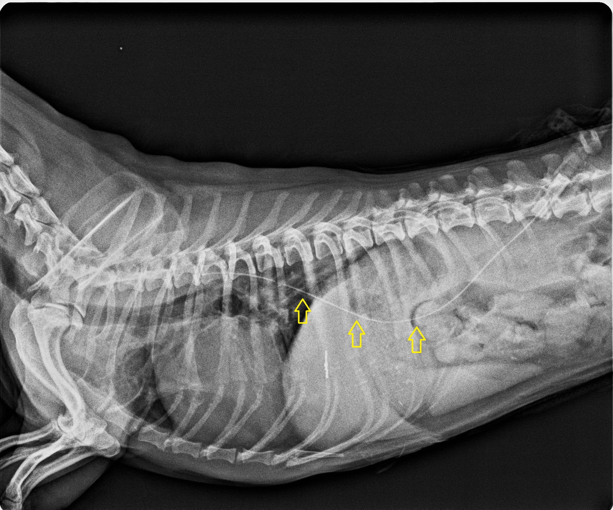 2 犬の左肺後葉全摘出術 早期発見が大事 犬の肺腫瘍 林動物病院