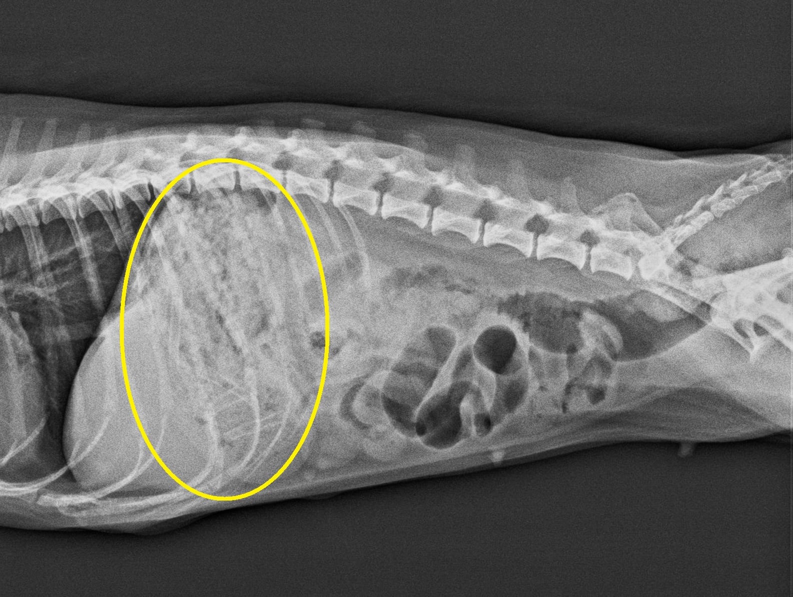 4 犬の胃 腸 切開術 誤食 胃から肛門まで続くヒモ状異物摘出手術 林動物病院